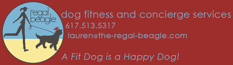 the regal beagle, dog walking, needham, ma